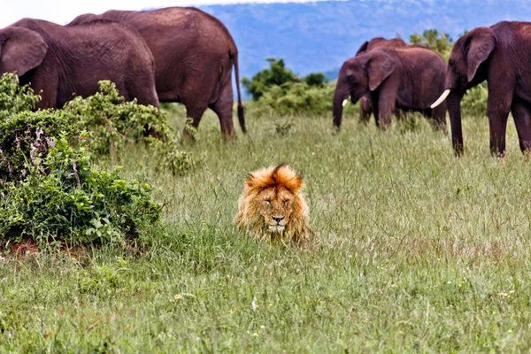 Leijona ja norsut — kuvapankkivalokuva