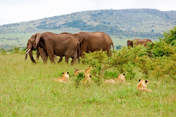 Leones y elefantes —  Fotos de Stock