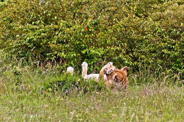 Lwica z Kenii — Zdjęcie stockowe