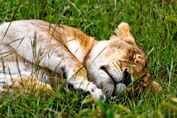 Dişi aslan portre Kenya — Stok fotoğraf