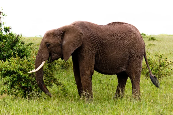 El elefante en Kenia —  Fotos de Stock