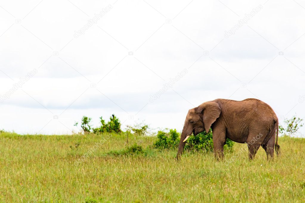 The Elephant in Kenya