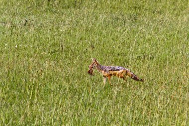 Vulpes bulunmuştun