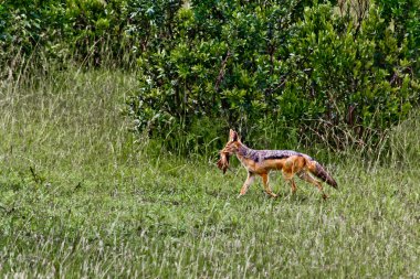 Vulpes bulunmuştun