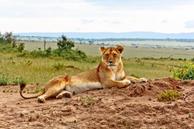 kenya dan dişi aslan