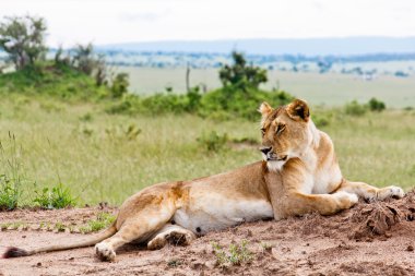 kenya dan dişi aslan