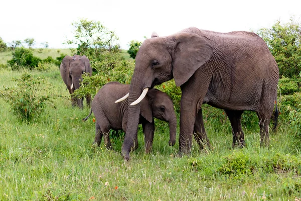 Two Elephants in Kenya — Stock Photo, Image