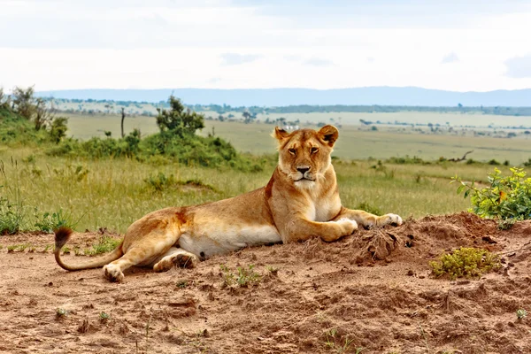Kenya dan dişi aslan — Stok fotoğraf