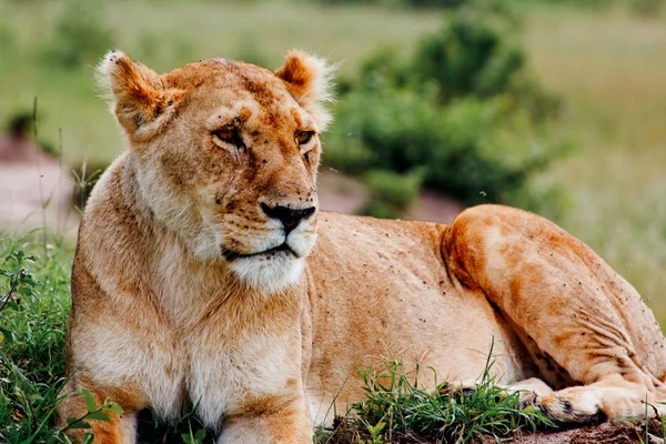 La Lionne du Kenya — Photo