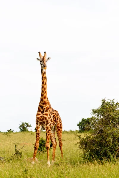 Die Giraffe — Stockfoto