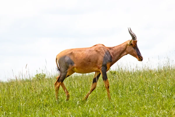 Antilopensumpf — Stockfoto