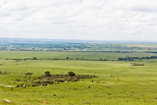 stock image The Masai Mara