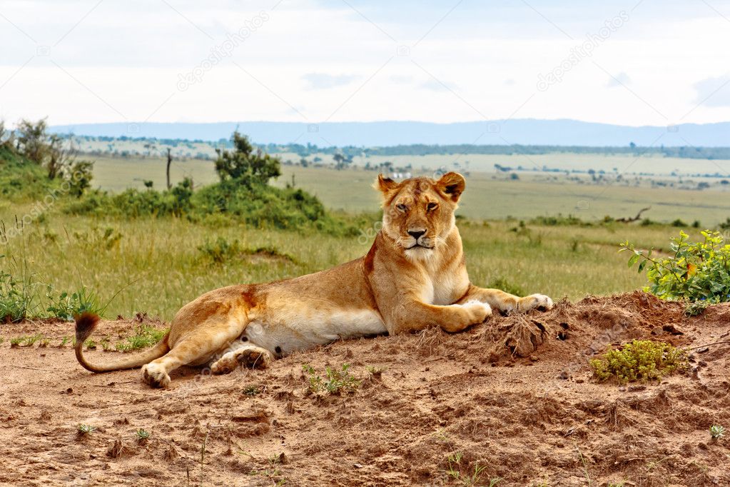 The Lioness from Kenya