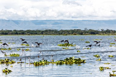 Göl naivasha