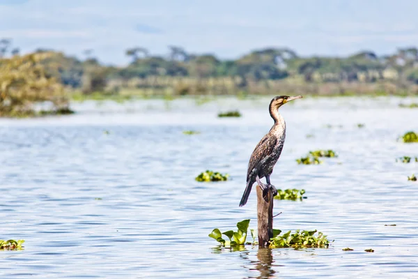 Птица на озере Найваша — стоковое фото