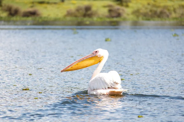 stock image The Pelican