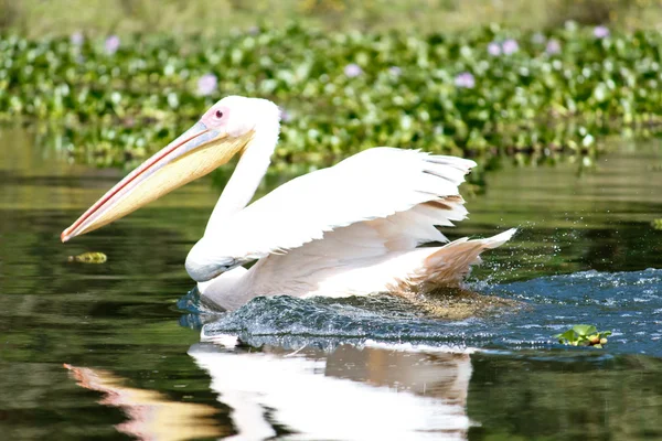 stock image The Pelican