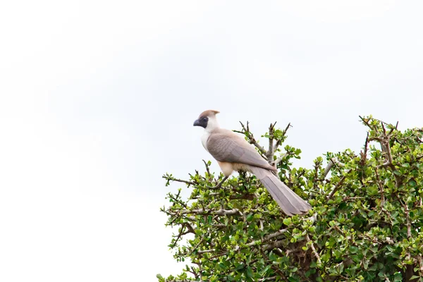 Pássaro no lago Naivasha — Fotografia de Stock