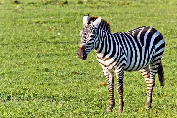 A Zebra — Fotografia de Stock