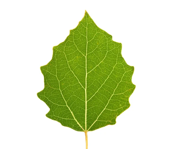 Изолированный зелёный лист Лицензионные Стоковые Изображения