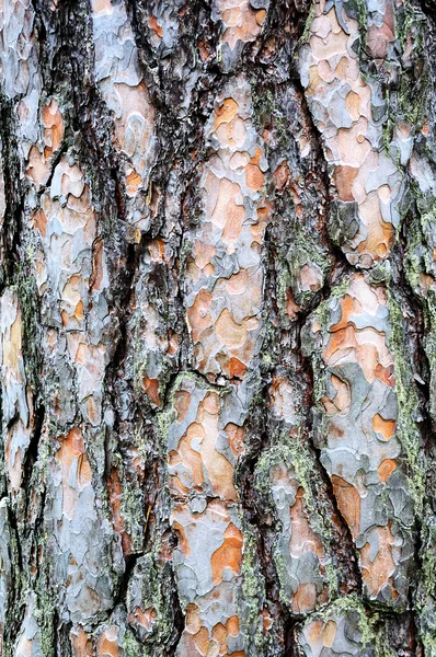 stock image Texture of a bark of a tree