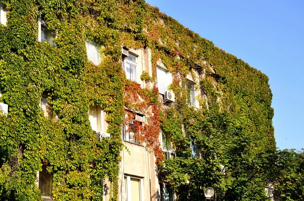 stock image The Building in vegetation