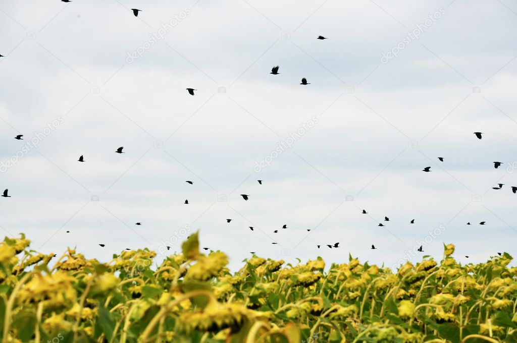 Birds over sunflowers