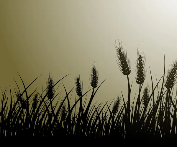 Champ de blé — Image vectorielle