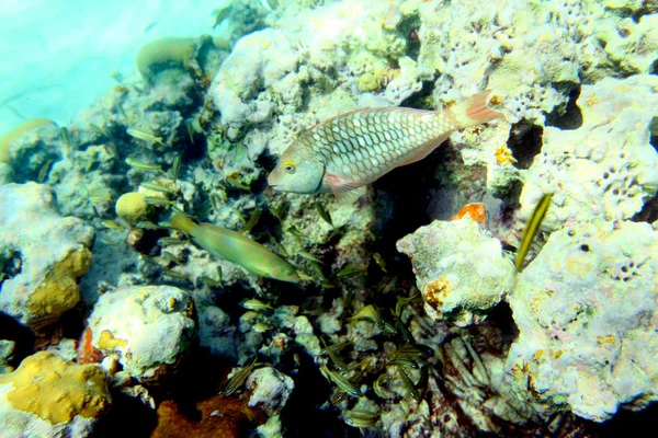 Tropical Fish — Stock Photo, Image