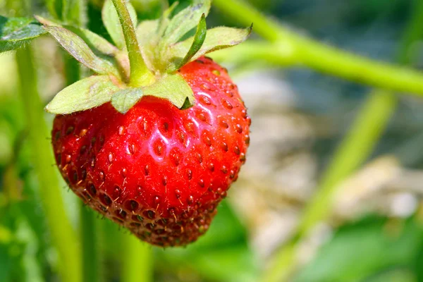 stock image Strawberry