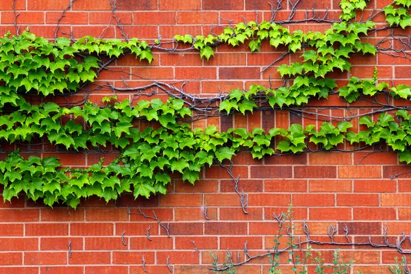 Murgröna på vägg — Stockfoto