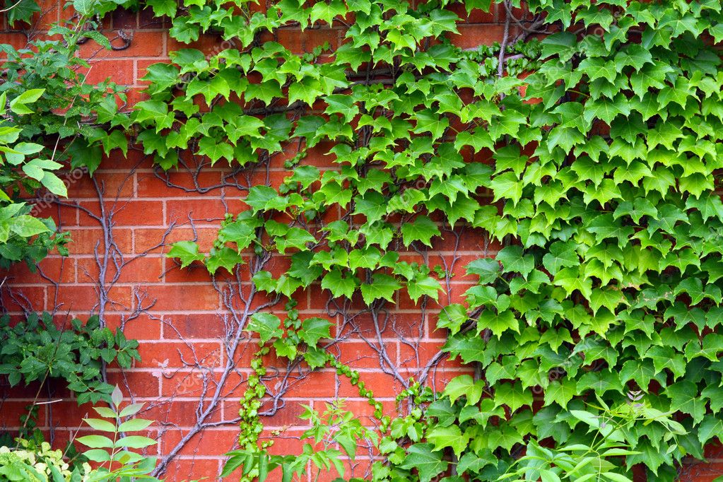 Ivy On A Wall Stock Photo Image By C Ishtygashev