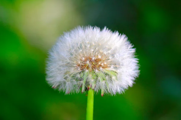 stock image Dandelion