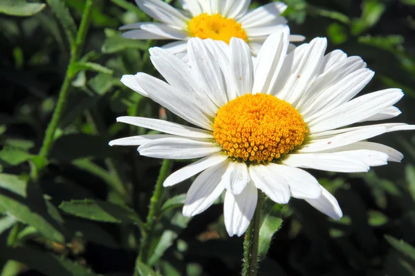 stock image White Flower