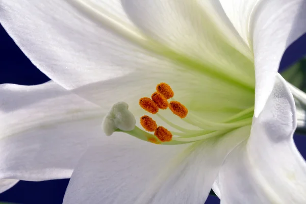 stock image Easter Lilly