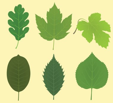 Collection of leaves (oak, maple, vine grape, walnut, chestnut, linden) clipart