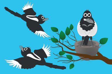 Magpies clipart