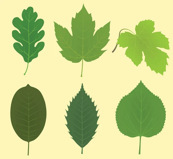 Collection of leaves (oak, maple, vine grape, walnut, chestnut, linden) — Stock Vector