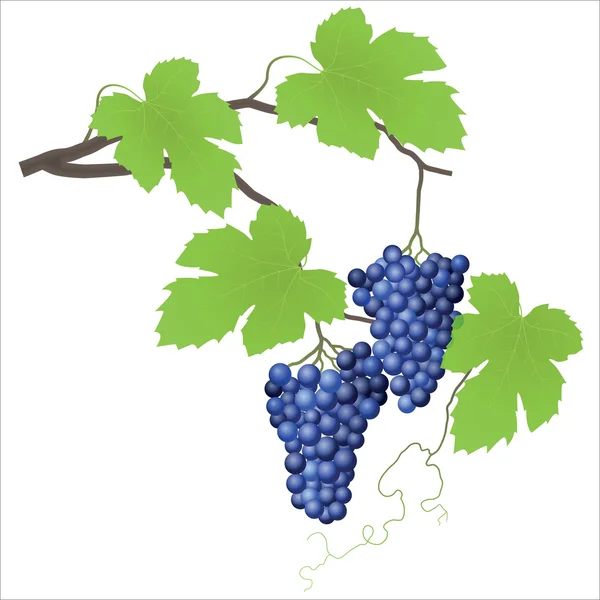 Viña de uva — Vector de stock