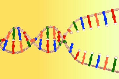 Separated DNA strands clipart
