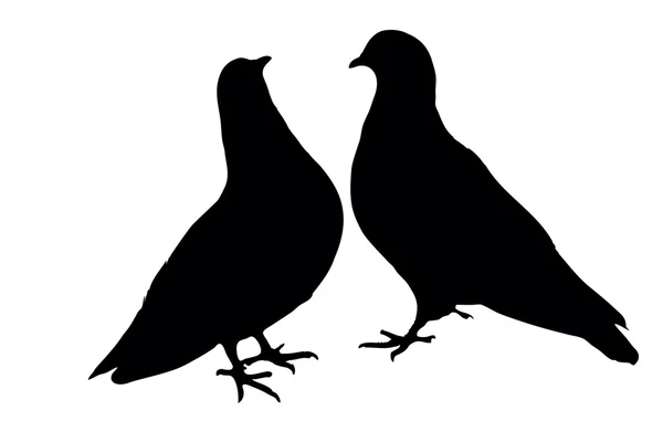 Pigeons — Stock Vector