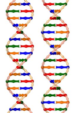 DNA helices clipart