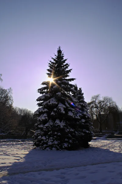 stock image Christmas tree