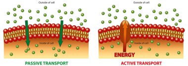 Active and Passive transport clipart