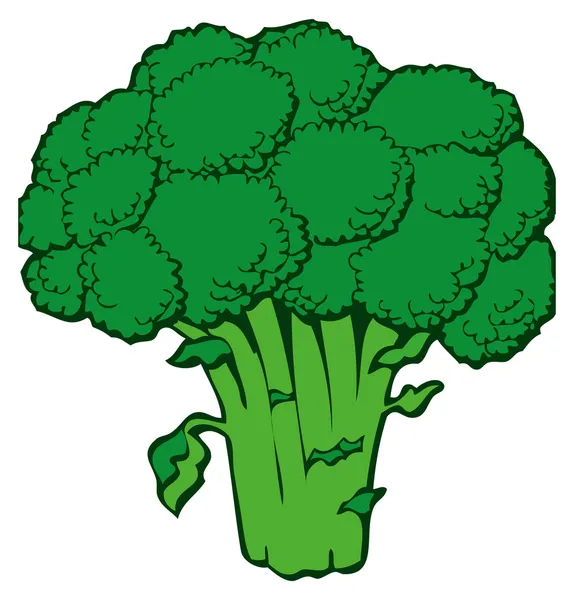 Broccoli — Stock Vector