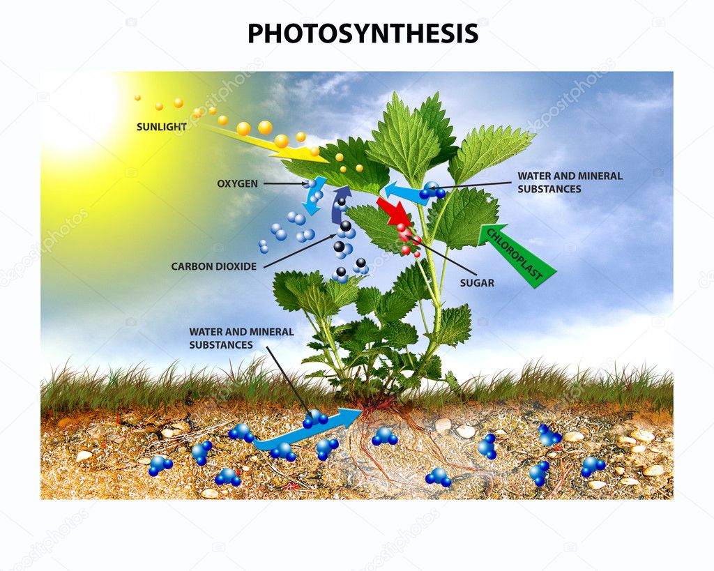 Showing the process of photosynthesis by nettle with text.