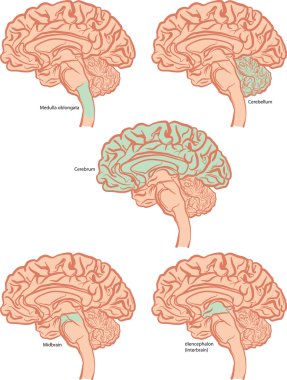 Brain parts clipart