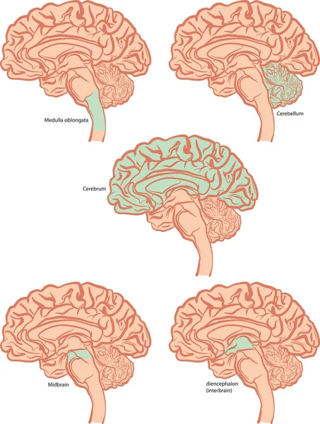Gehirnteile — Stockvektor
