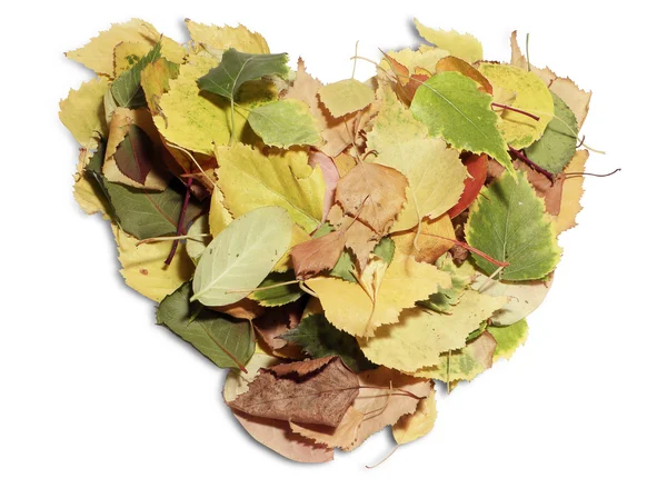 Heart shaped leaves — Stock Photo, Image