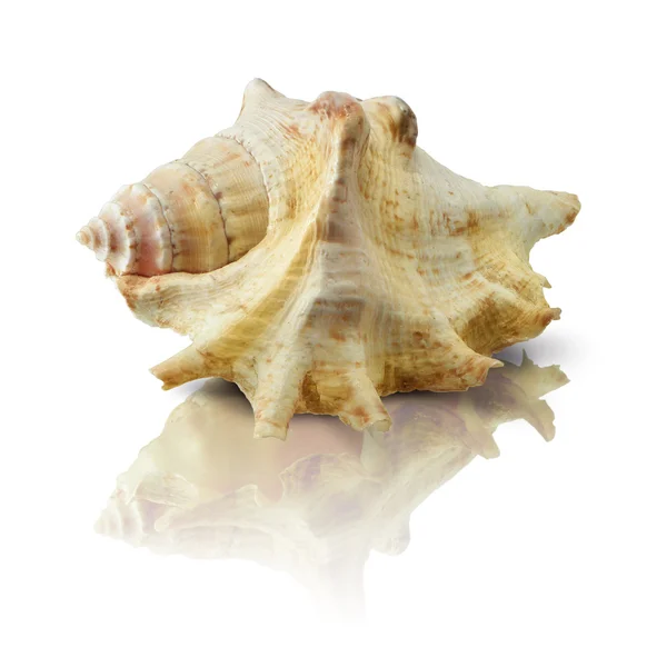 stock image Sea shell